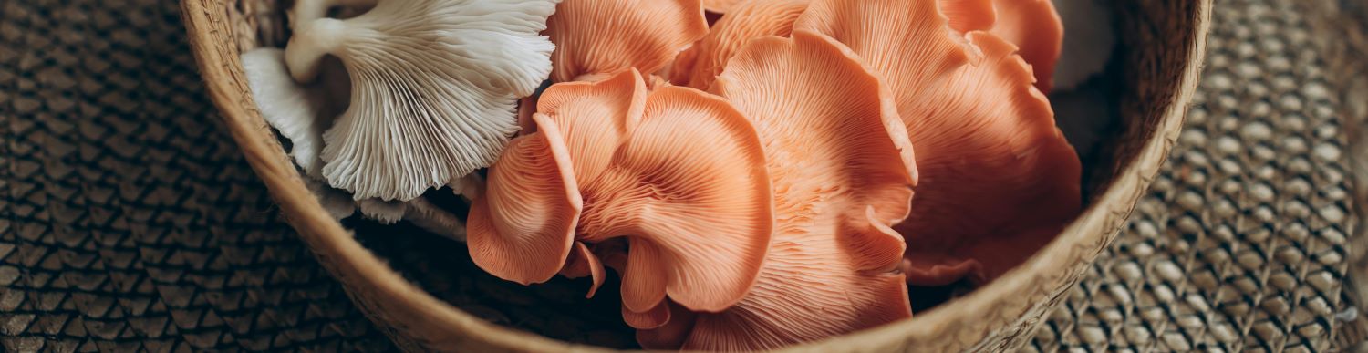 Doma pěstované hlívy